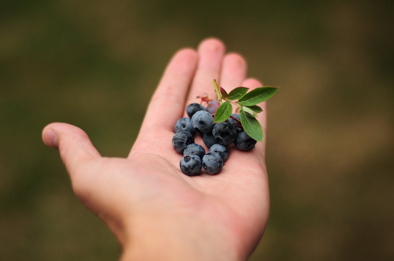 Deshalb sind Heidelbeeren so gesund